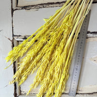 Naturally Dried / Coloured Oat / Avena