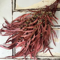 Preserved Eucalyptus / Gum