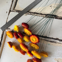 Dried Strawflower Daisy flower bunch - Helichrysum / Everlasting / Paper Daisy - stems / heads - Australian Native