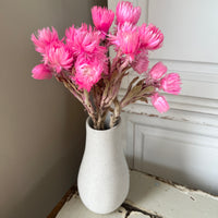 Preserved Heath Aster | Rock Flower