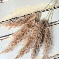 Naturally Dried Reed Canary Grass / Mischanthus Grass / Mini Pampas Grass