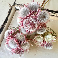 Naturally Dried Blushing Bride - natural pink