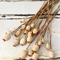 Naturally Dried Poppy Pods / Papaver - natural brown