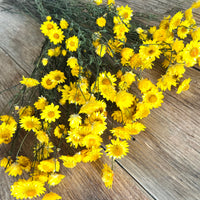 Naturally Dried Mini Paper Daisy / Sticky Everlasting Mini Daisy /Xerochrysum Viscosum- Yellow
