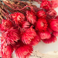 Preserved Heath Aster | Rock Flower