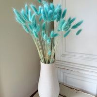 干兔尾/兔尾草