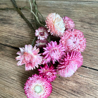 Naturally Dried Strawflower Daisy flower bunch - Helichrysum / Everlasting / Paper Daisy - stems / heads