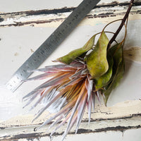 Naturally Dried Banksia & King Protea & Protea - Australian Native