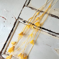Naturally Dried / Coloured Nigella Flower