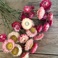 Naturally Dried Strawflower Daisy flower bunch - Helichrysum / Everlasting / Paper Daisy - stems / heads