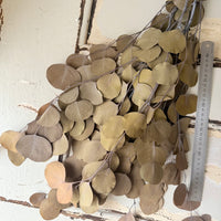 Preserved Eucalyptus / Gum