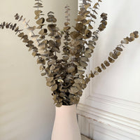 Preserved Eucalyptus / Gum