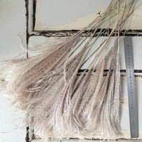 Naturally Dried Reed Canary Grass / Mischanthus Grass / Mini Pampas Grass