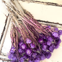 Preserved Heath Aster | Rock Flower