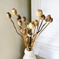 Naturally Dried Poppy Pods / Papaver - natural brown