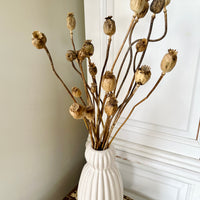 Naturally Dried Poppy Pods / Papaver - natural brown