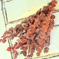 Preserved Eucalyptus / Gum