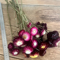 Naturally Dried Strawflower Daisy flower bunch - Helichrysum / Everlasting / Paper Daisy - stems / heads