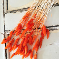Dried Phalaris