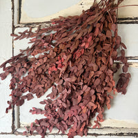 Preserved Eucalyptus / Gum