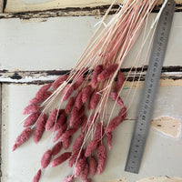 Dried Phalaris