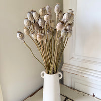 Dried Poppy Pods / Papaver - natural brown