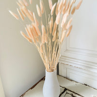 Dried Bunny Tail / Lagurus Ovatus