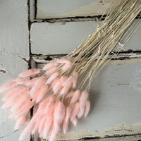 干兔尾/兔尾草
