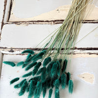 干兔尾/兔尾草