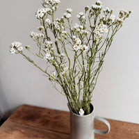Naturally Dried Ixodia Mini Daisy / Mountain Daisy - White