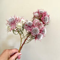 Naturally Dried Blushing Bride - natural pink