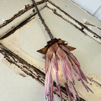 Naturally Dried Banksia & King Protea & Protea - Australian Native