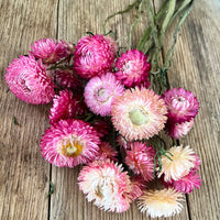 Naturally Dried Strawflower Daisy flower bunch - Helichrysum / Everlasting / Paper Daisy - stems / heads