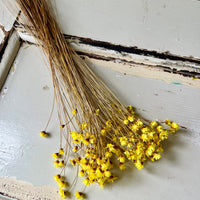 Dried Little Star / Baby Blue / Stardust / Baby Daisy / Star Daisy / Glixia