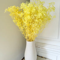 Preserved Broom Bloom / Genista