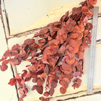 Preserved Eucalyptus / Gum