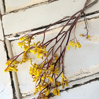 Preserved / Naturally Dried Kangaroo Paw