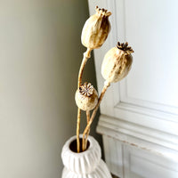 Naturally Dried Poppy Pods / Papaver - natural brown