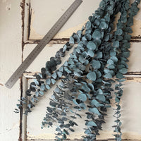 Preserved Eucalyptus / Gum