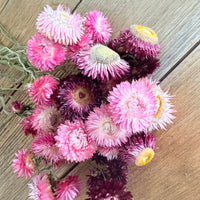 Naturally Dried Strawflower Daisy flower bunch - Helichrysum / Everlasting / Paper Daisy - stems / heads