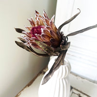 Naturally Dried Banksia & King Protea & Protea - Australian Native