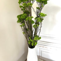 保鲜米花