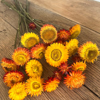 Naturally Dried Strawflower Daisy flower bunch - Helichrysum / Everlasting / Paper Daisy - stems / heads