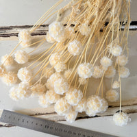 Preserved Scabiosa Pods