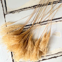 Naturally Dried Reed Canary Grass / Mischanthus Grass / Mini Pampas Grass