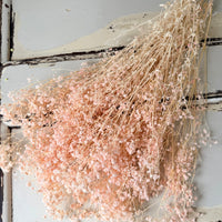 Preserved Broom Bloom / Genista
