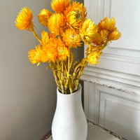 Preserved Heath Aster | Rock Flower