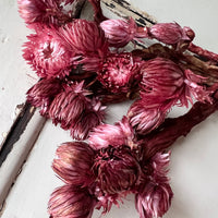 Preserved Heath Aster | Rock Flower