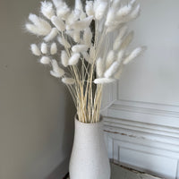 干兔尾/兔尾草