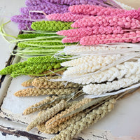 Dried Setaria / Foxtail Millet